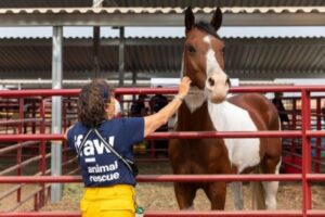 Best Shoes For Veterinarians